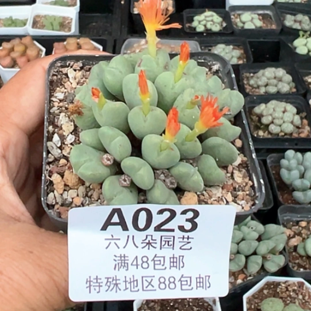 【闪购商品】30多头少将