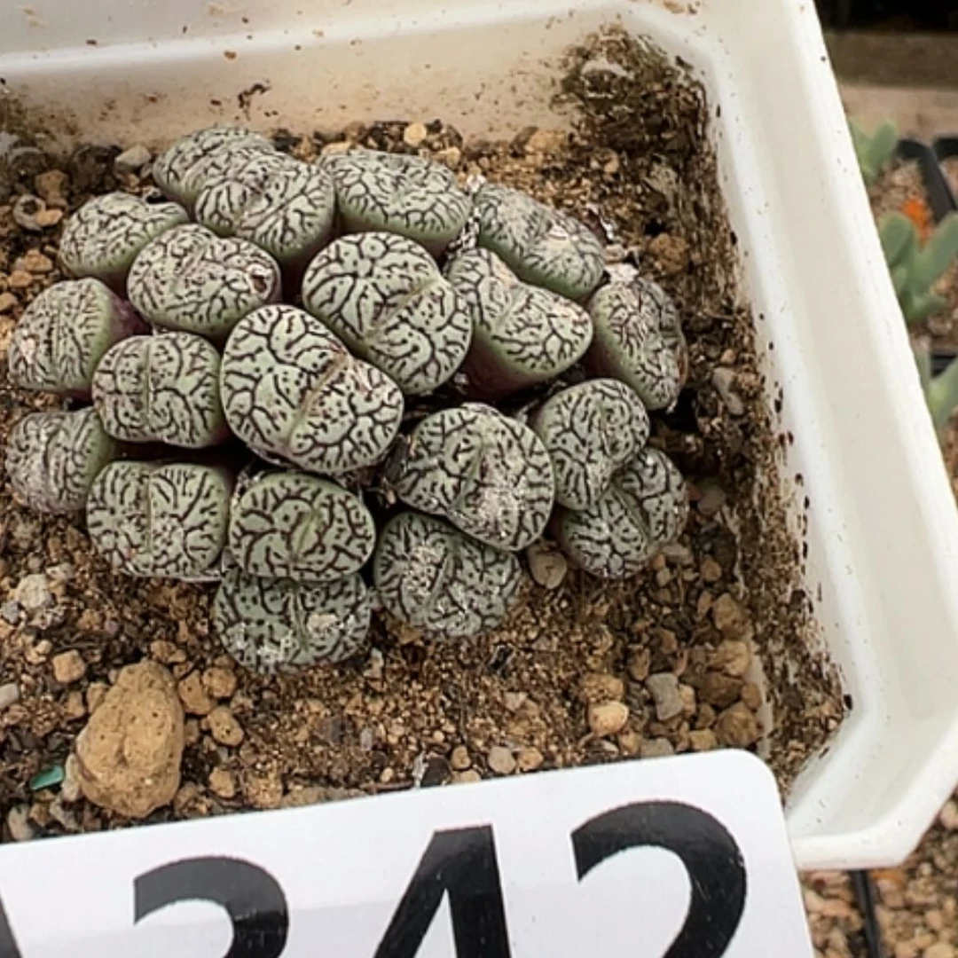 【闪购商品】22头墨