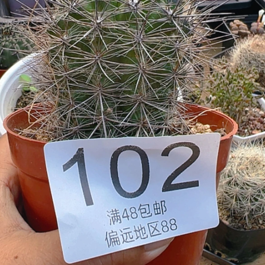 【闪购商品】经**哥银翁玉