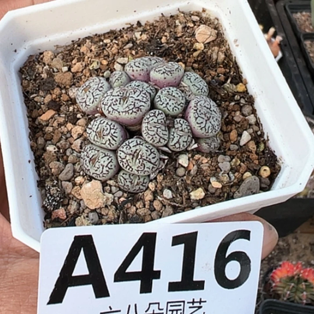 【闪购商品】16头墨小锥营养土