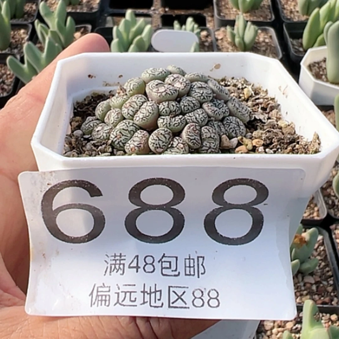 【闪购商品】星*&墨