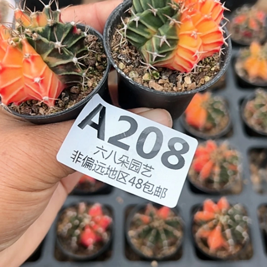 【闪购商品】用****勇2颗牡丹錦