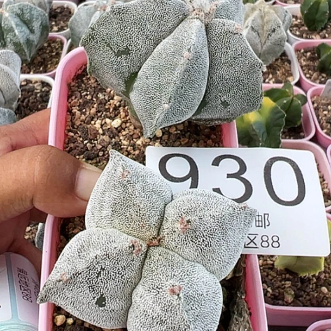 【闪购商品】2颗鸾凤玉