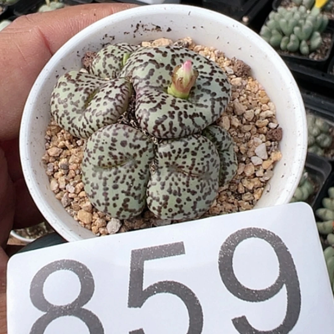 【闪购商品】哥*了安贞