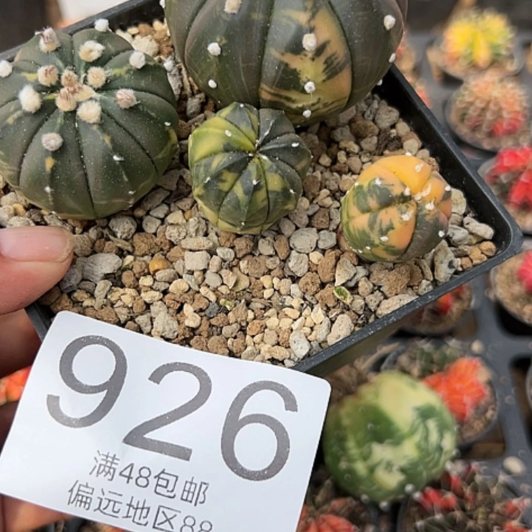 【闪购商品】雨****?4颗兜