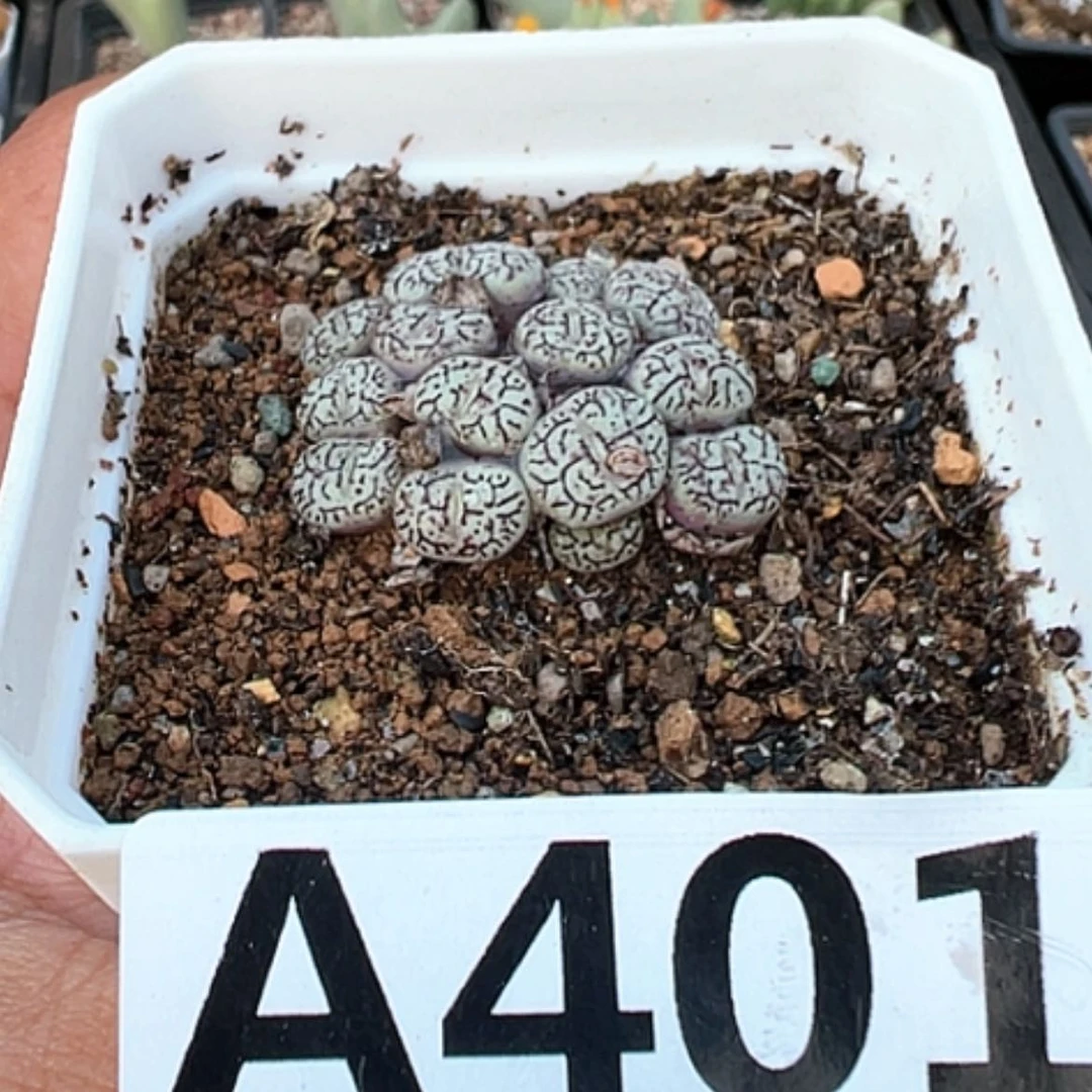 【闪购商品】14头墨小锥
