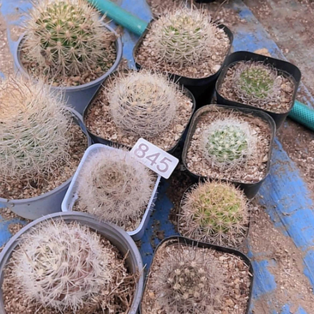 【闪购商品】啊*10颗银翁玉