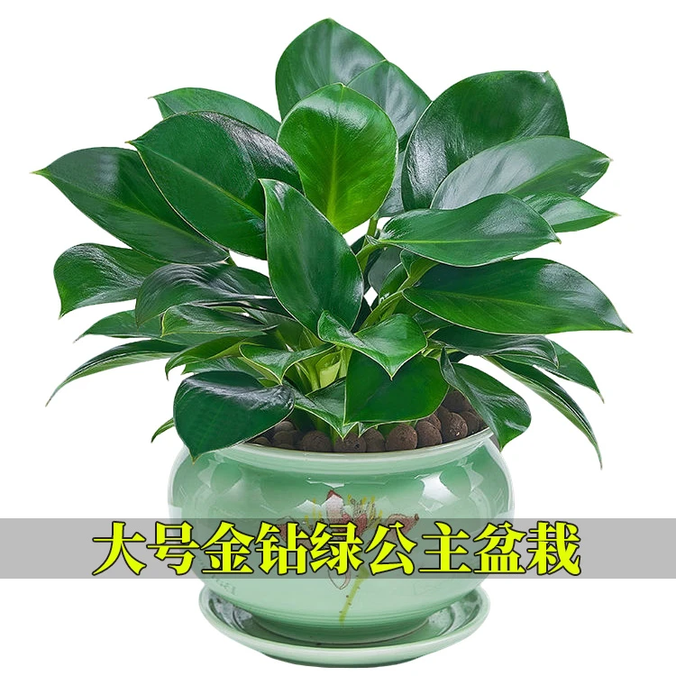 大叶绿公主盆栽金钻植物办公室内净化空气吸甲醛好养绿植金钻绿植