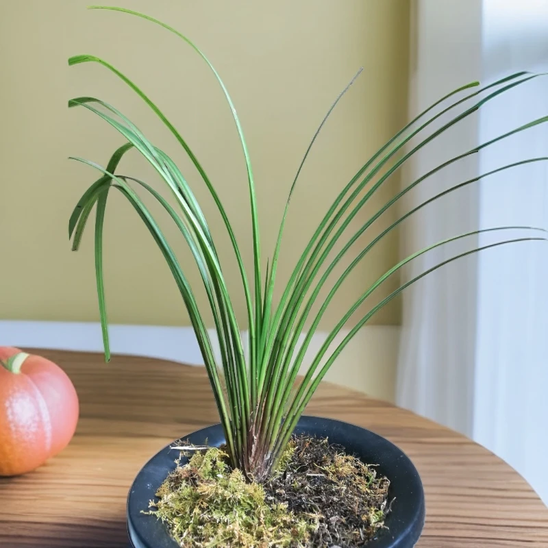 扇形秋芝兰花浓香型秋香珍品扇形绿叶花期9月金秋盛放小号30一株