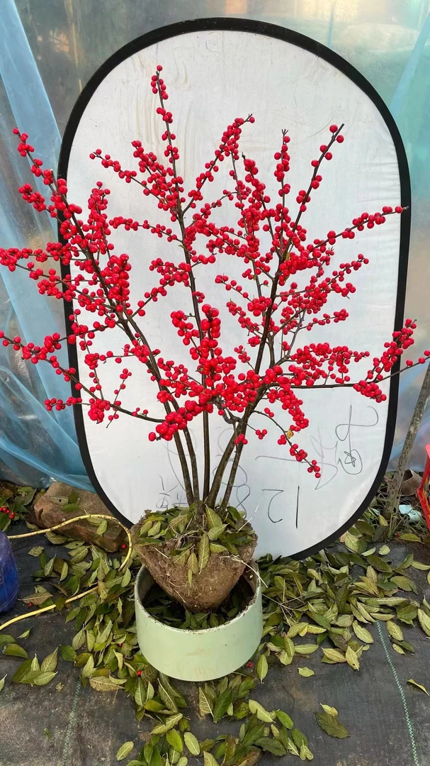 北美冬青年宵花红红火火又叫发财果，