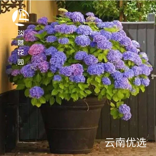 十五加仑盆大花绣球 庭院绣球