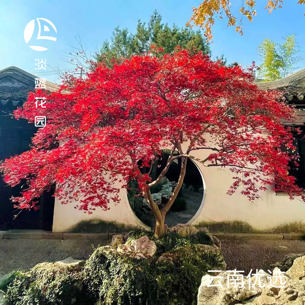 红枫树苗四季红舞姬中国日本红枫大树老桩庭院别墅地栽绿植物