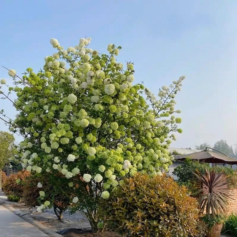 【中华木绣球-斗球】绿植盆栽耐寒耐热适合花园庭院别墅  栽种