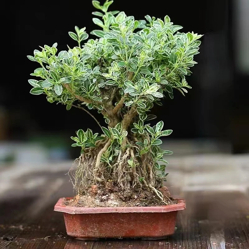 金边六月雪提根老桩好养易活叶如花植物室内室外盆栽办公桌盆栽