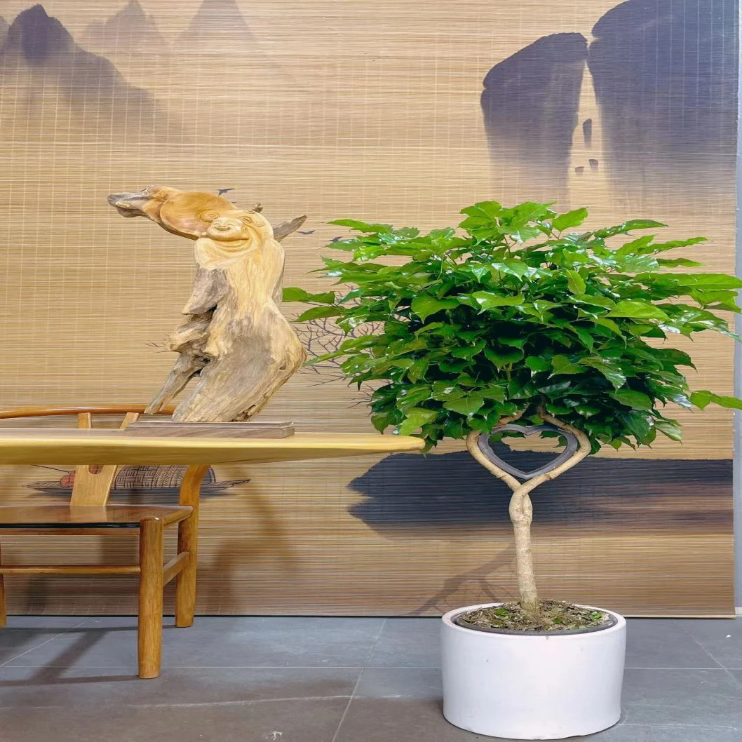 幸福树喜阴喜水植物室内绿植盆栽四季常青好养易活大型绿植盆栽