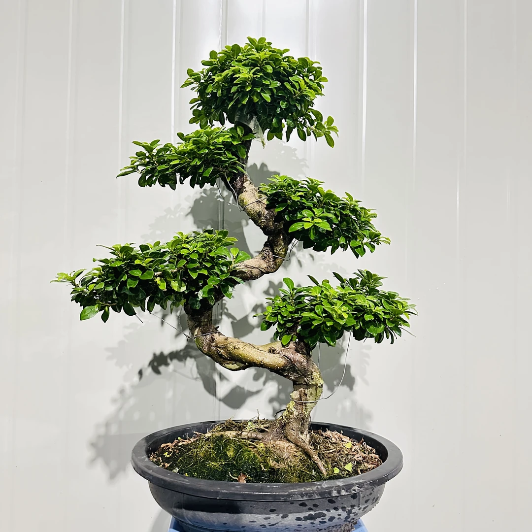 S弯游龙造型小叶金钱榕树四季常青好养易活室内室外盆景