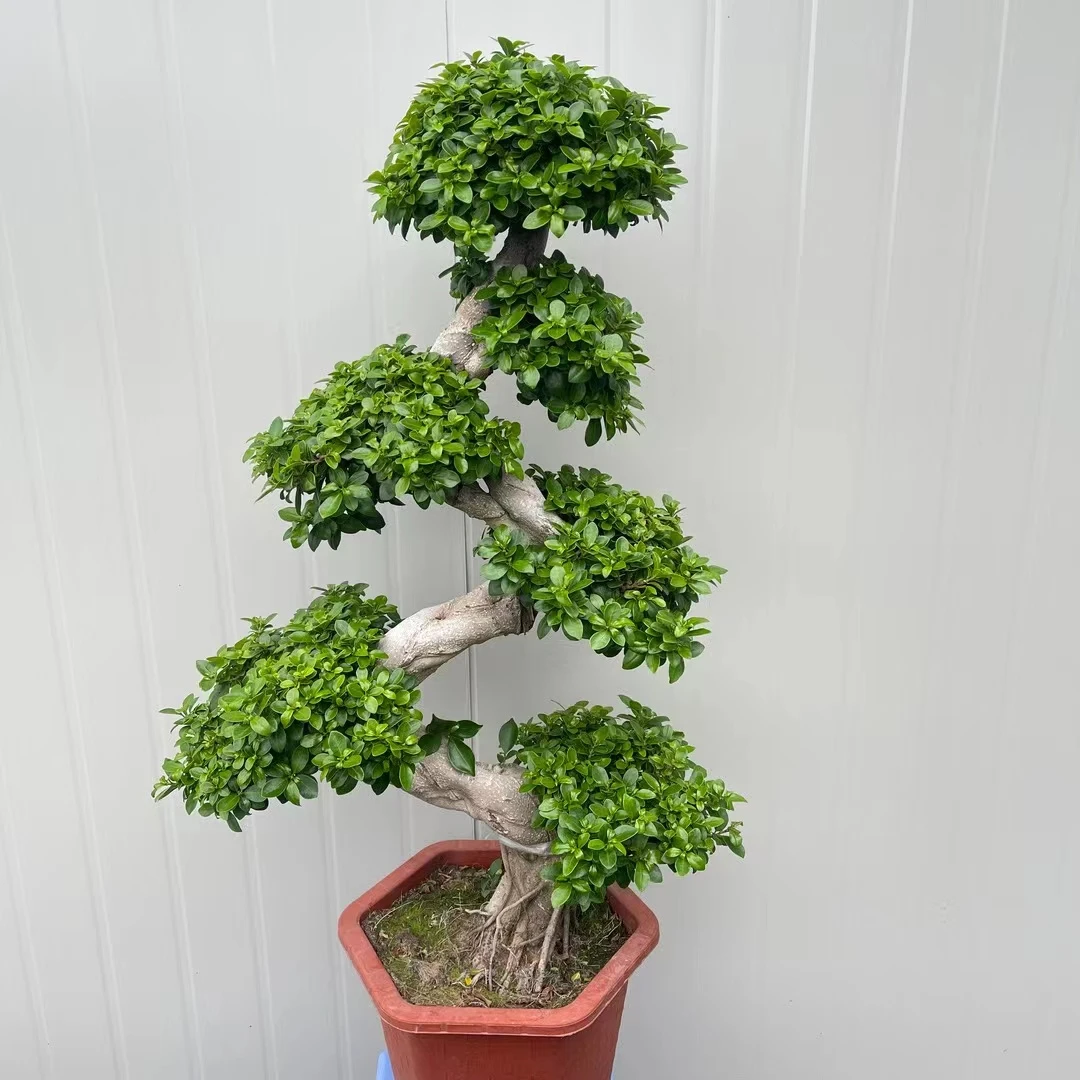 小叶金钱榕树大树造型盆景室内室外盆景好养易活四季常青游龙造型