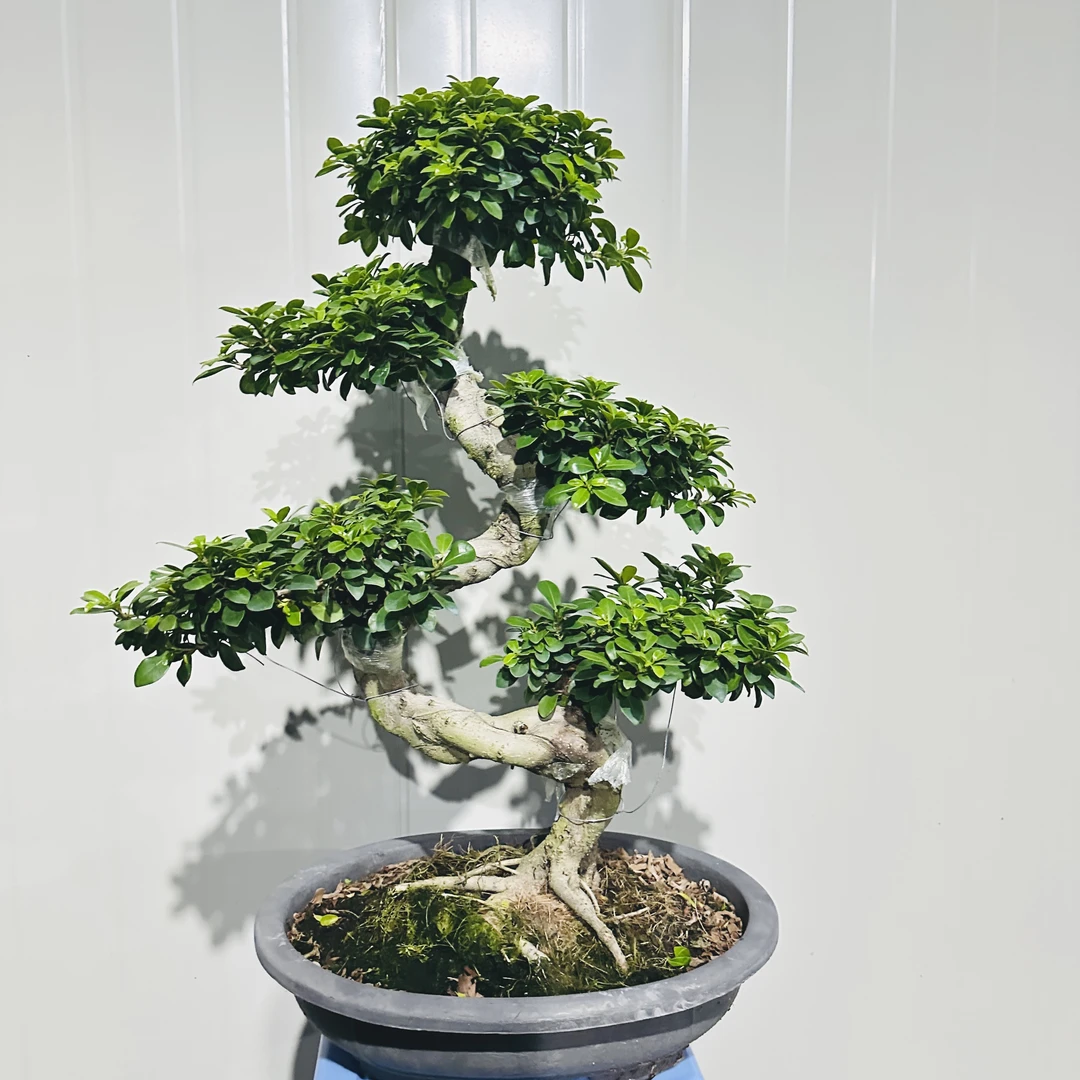 S弯游龙造型小叶金钱榕树四季常青好养活室内室外盆景