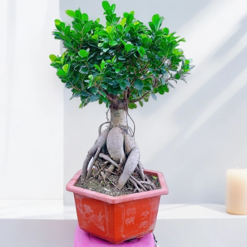 大棵矮霸金钱榕树四季常青室内外植物好养易活