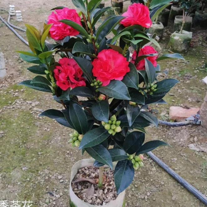 四季山茶红色多季节开花阳台庭院带花苞原盆原土包邮花期冬季夏日