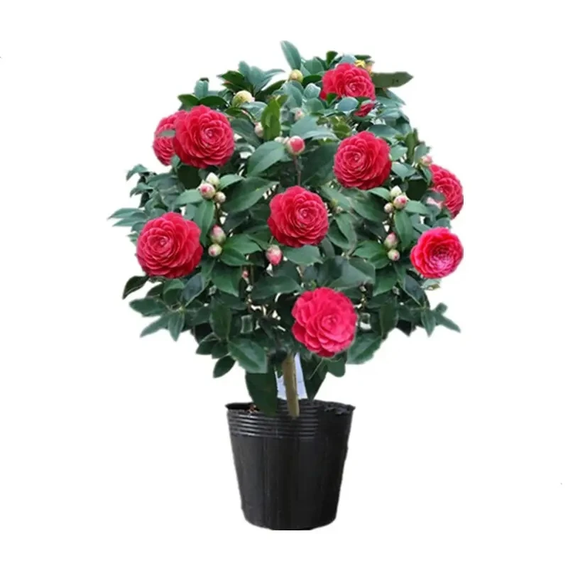 大红色赤丹室内又名六角大红中国红喜庆红年宵阳台庭院原盆原土