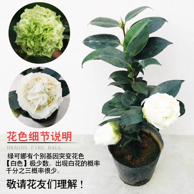 绿可娜   开花绿色 原盆原土发货 包邮