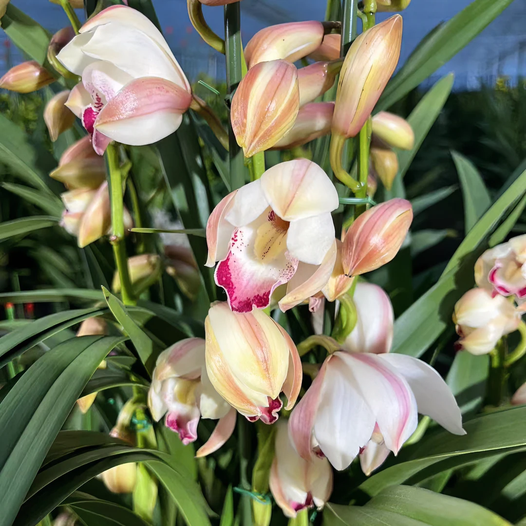 年宵花【粉蝶】带花苞多年开花云南兰花基地直销室内高端【送肥料】