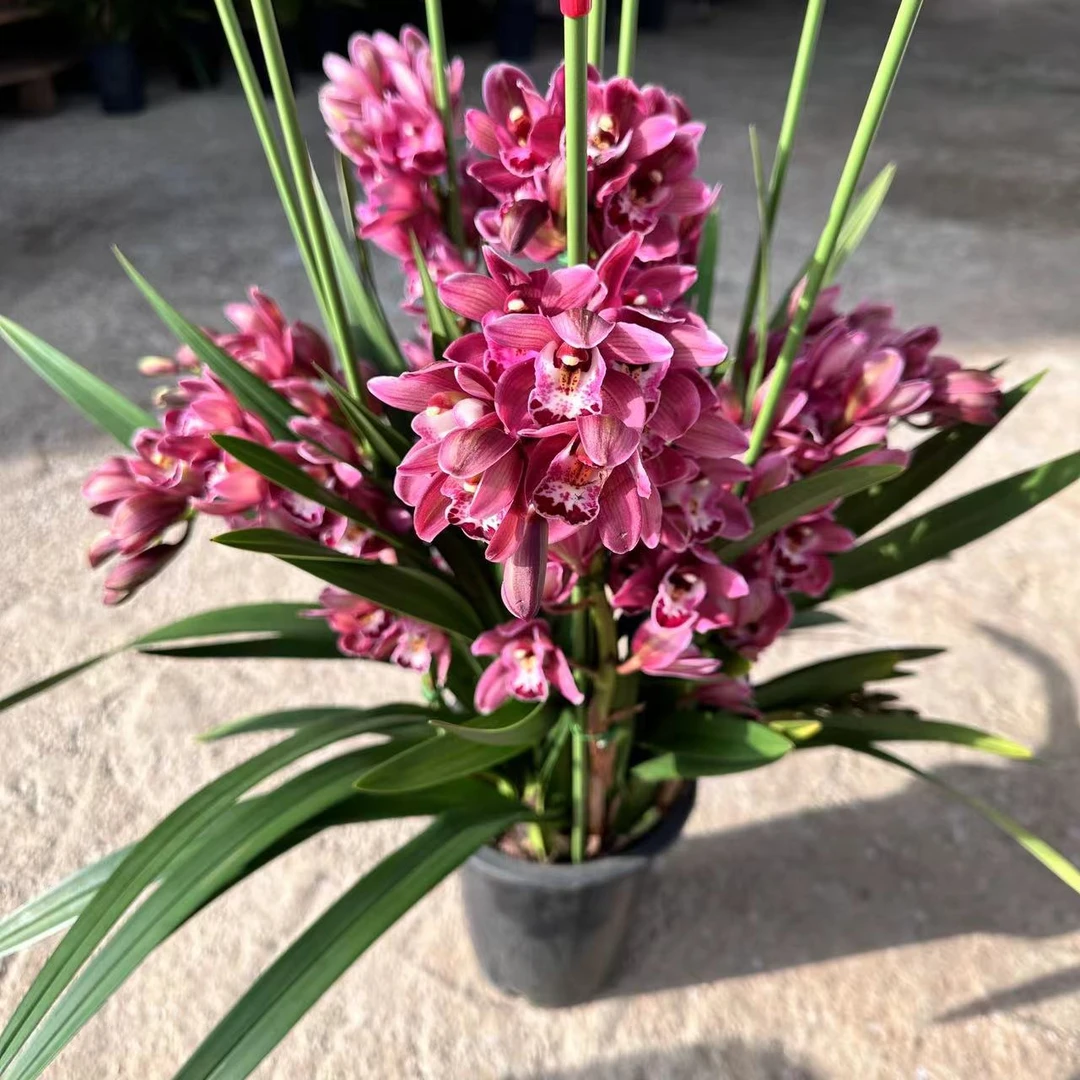 年宵花【红酒】带花苞多年开花云南兰花基地直销室内【送肥料】
