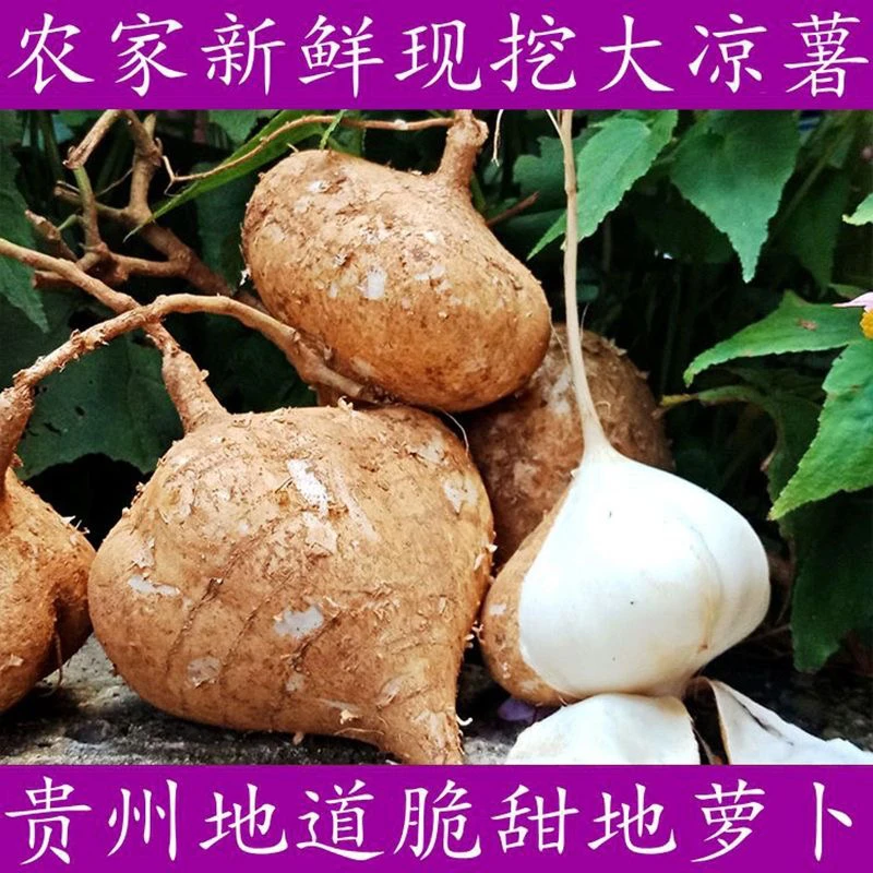 贵州高山农家脆甜多汁地萝卜正宗新鲜水果现挖现发