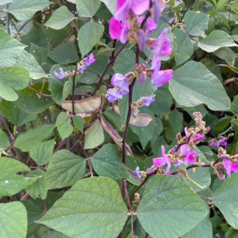 贵州高山老品种当季现摘扁豆刀豆可炒可煮新鲜豆