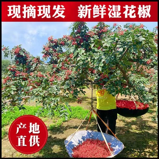 【现摘现发】新鲜大红袍花椒生花椒湿花椒活花椒特麻特香家用麻香