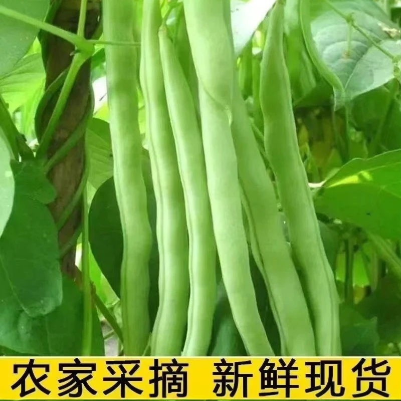 贵州农家自种新鲜四季豆无筋豆芸豆棒豆新鲜蔬菜豆角农家四季豆