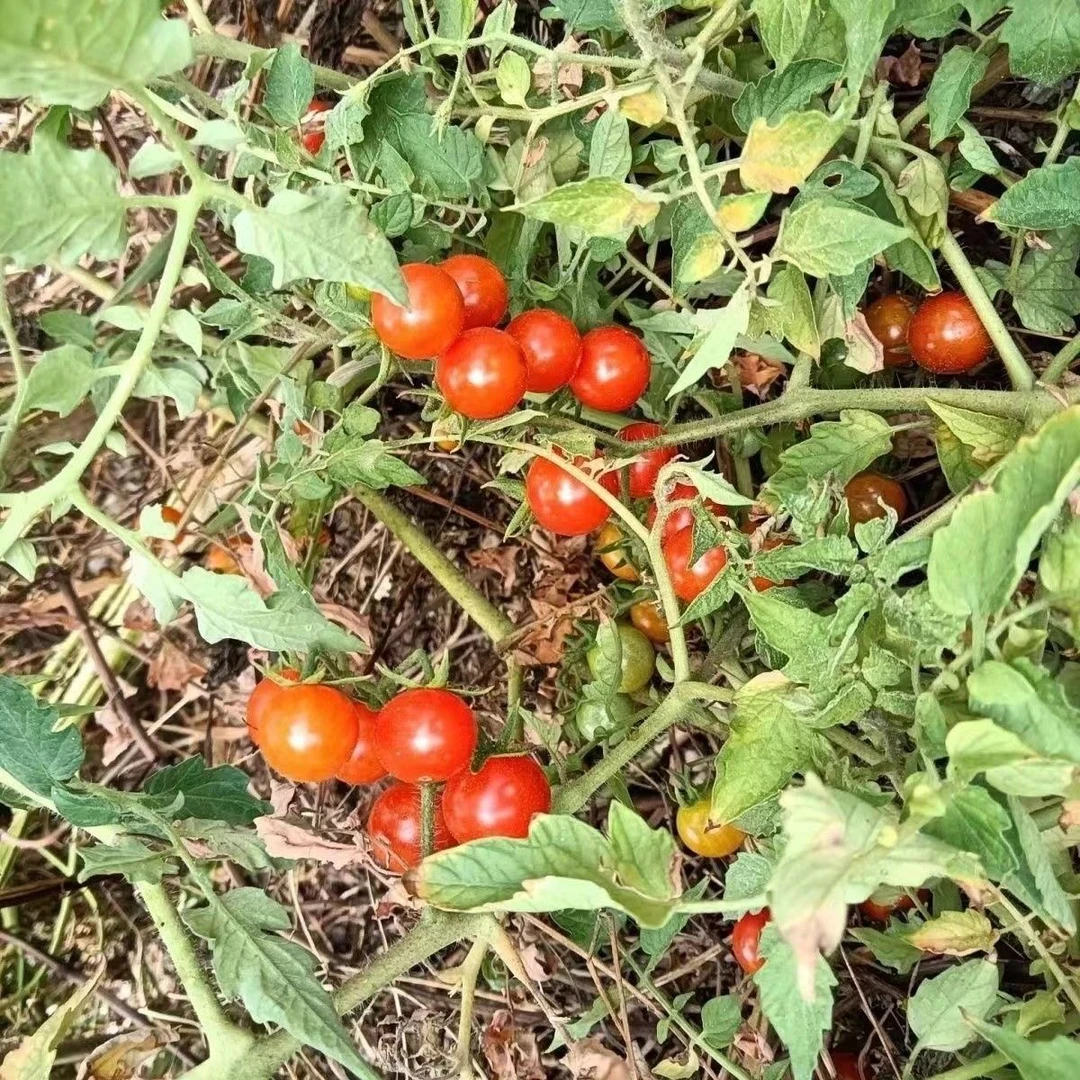贵州高山露天自生食用西红柿小番茄/毛辣果现摘