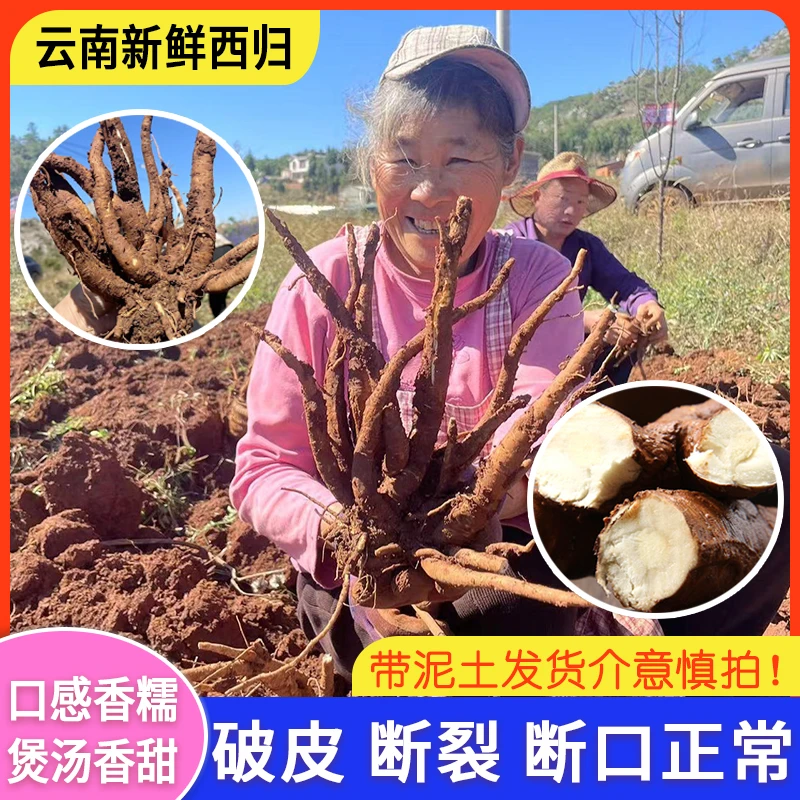 2024年云南本地种植食用西归整根煲汤食材现挖现发独角归甜鲜西归