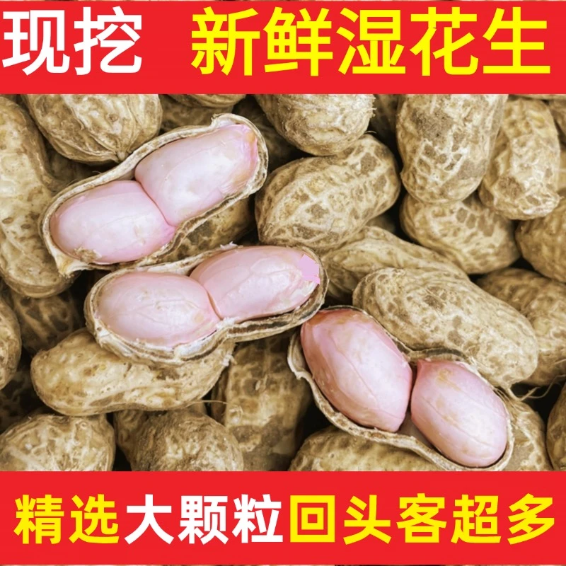 精选大颗粒安徽现挖新鲜花生带壳湿花生湿花生5斤3斤1.5斤批发