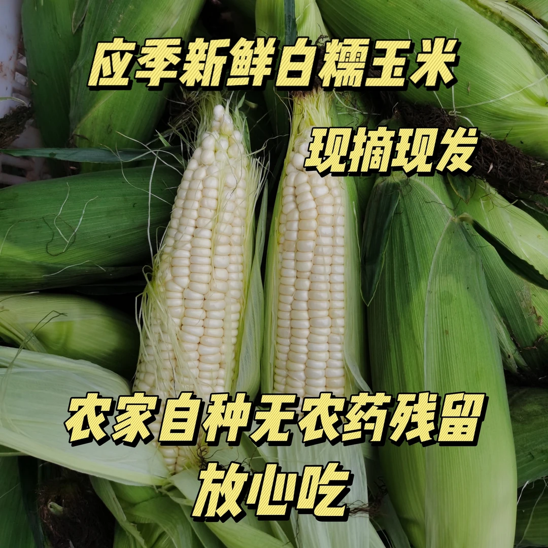 【奇香易果】应季新鲜小白糯玉米软糯香甜坏果包赔
