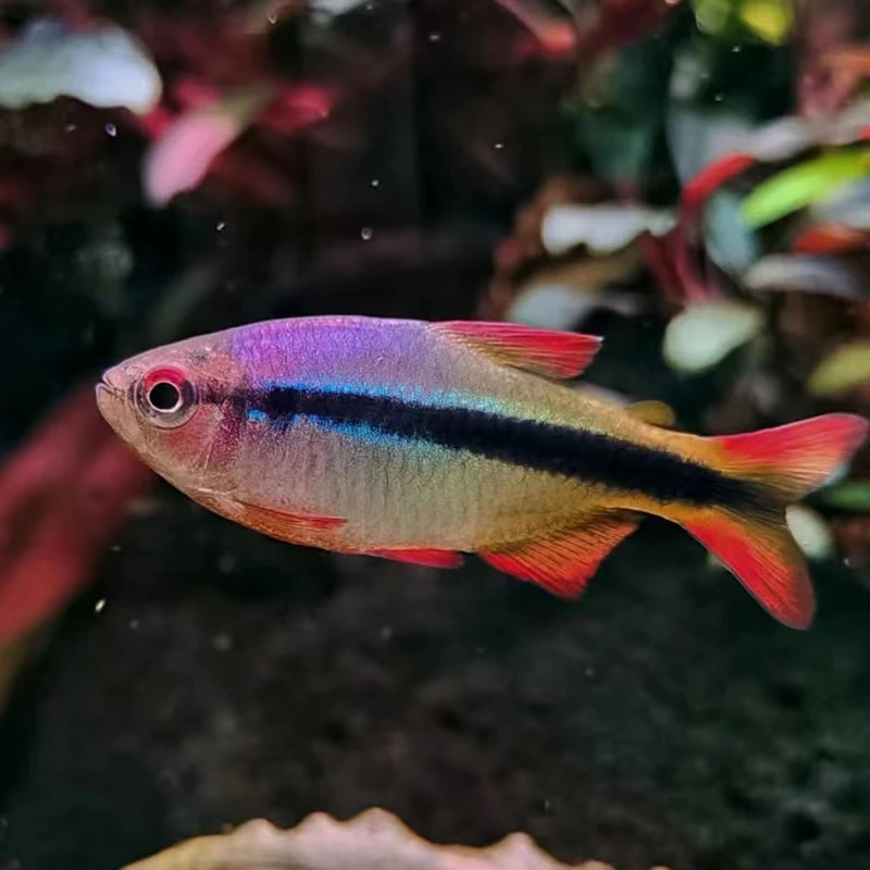 皇室青魔鬼灯鱼公野生小型热带鱼活体观赏鱼高端七彩灯好养草缸鱼