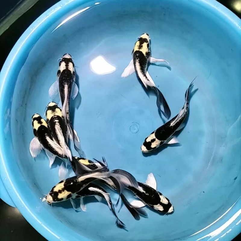 德系玛雅大酋长蝴蝶鲤球体球形锦鲤观赏鱼冷水鱼耐活耐寒得观赏鱼
