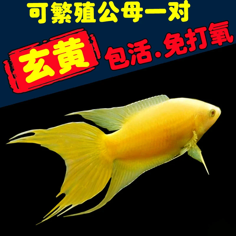 玄黄斗鱼招财鱼中国斗鱼白化红黄金改良斗鱼活体耐养热冷水淡水鱼