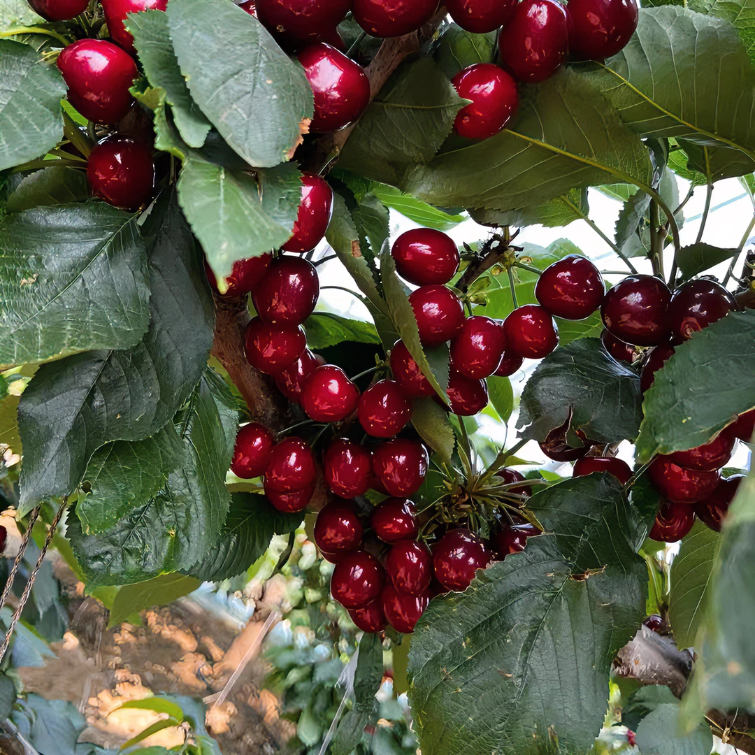 美早车厘子苗基地直发成活高南北方种植