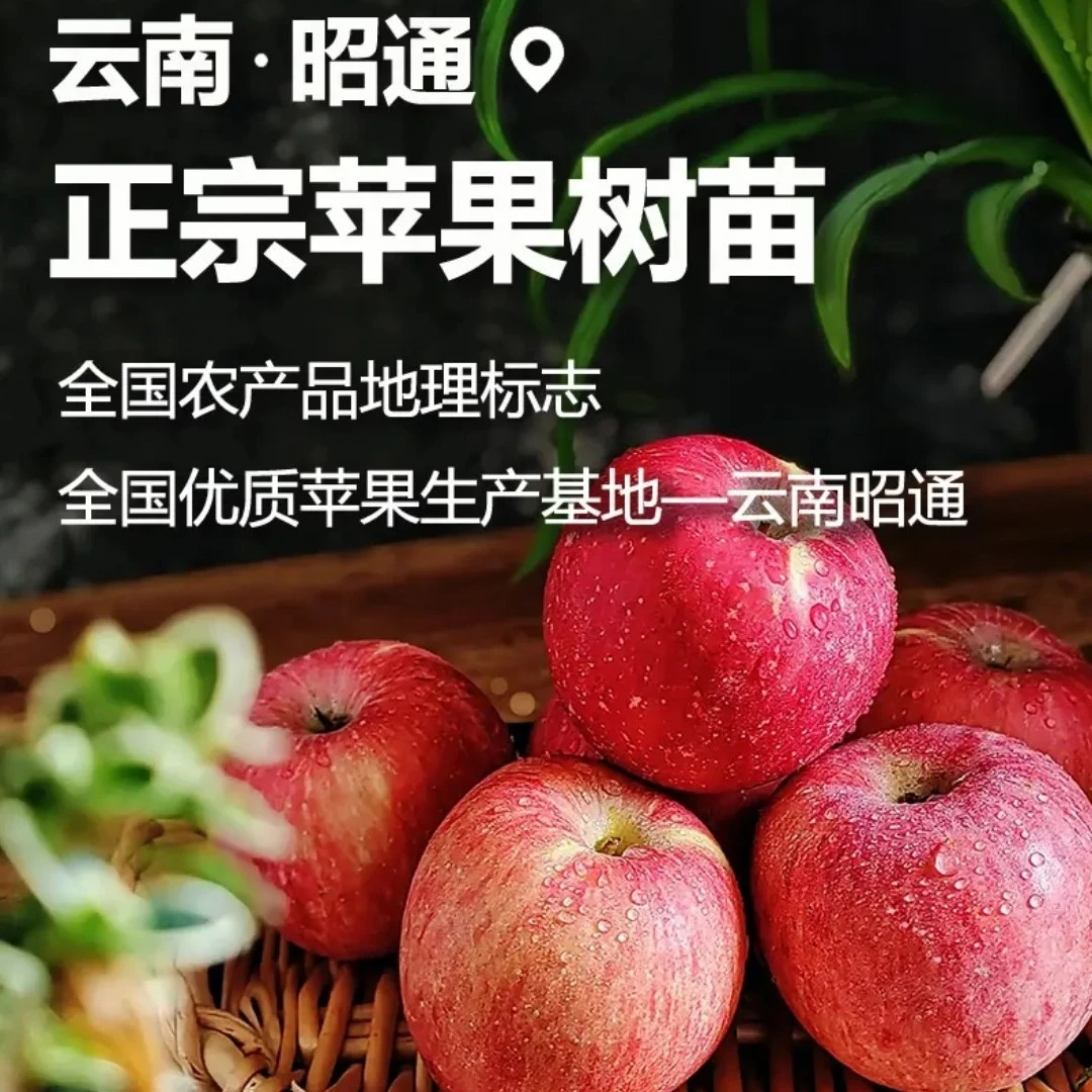 正宗苹果树树苗嫁接冰糖心昭通袋苗盆栽地栽高品发货成活率高