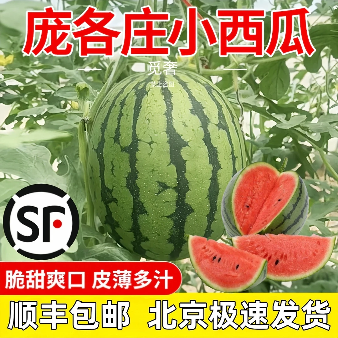 庞各庄袖珍小西瓜 小糖丸单果2-3斤 整箱2颗装脆沙甜薄皮新鲜水果