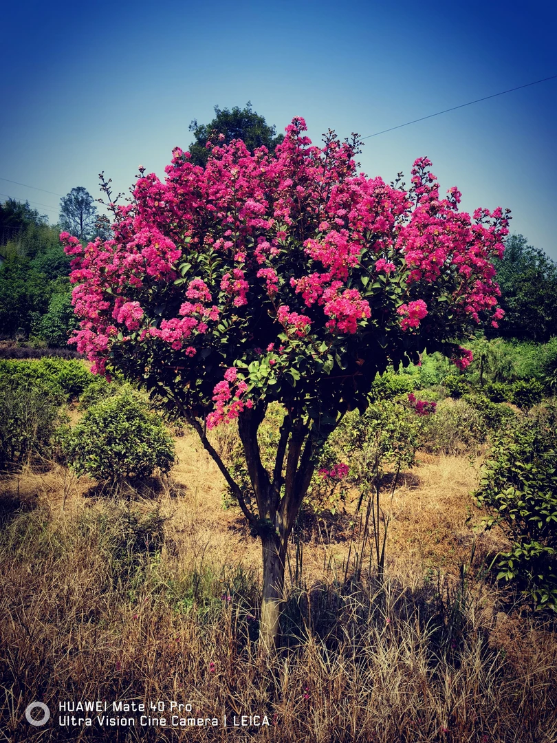 精品老桩紫薇花百日红耐寒耐旱