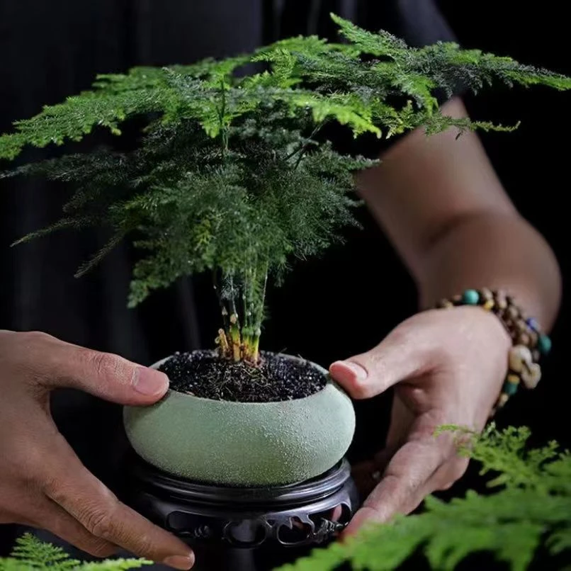 文竹盆栽生长优美绿植养护大小长期季节适合尺寸春秋美观实物展示