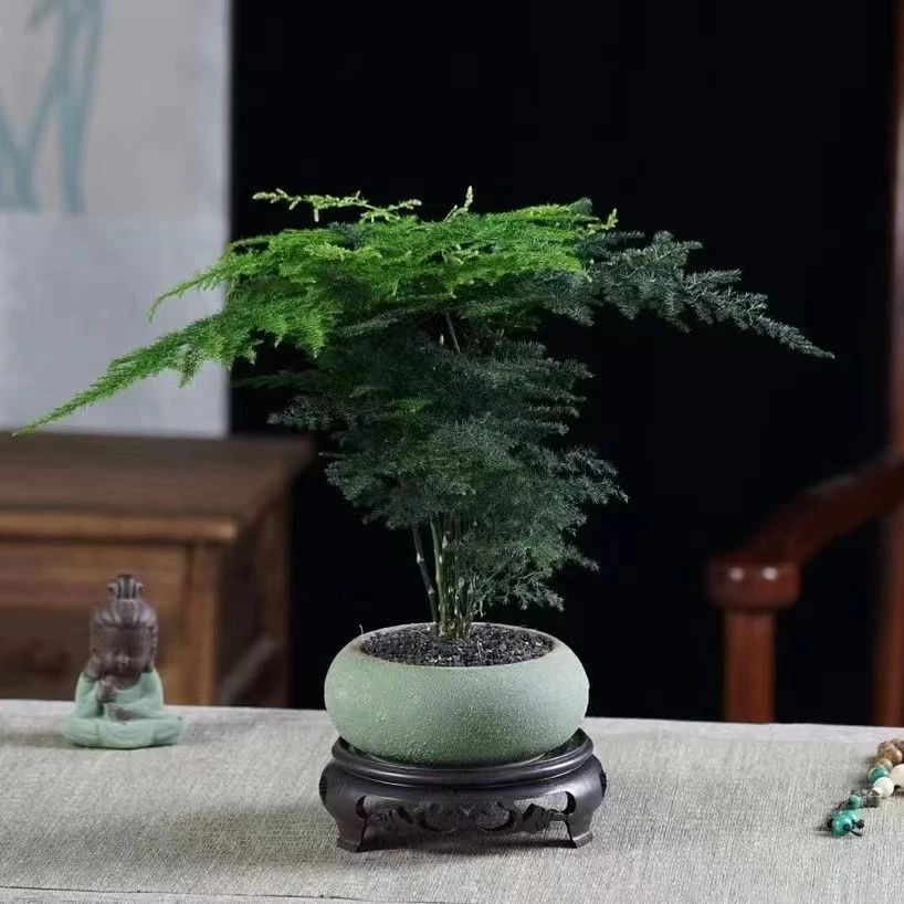 陶瓷盆文竹美季节大小适合养护优雅长期季节大小适合手工生长实物