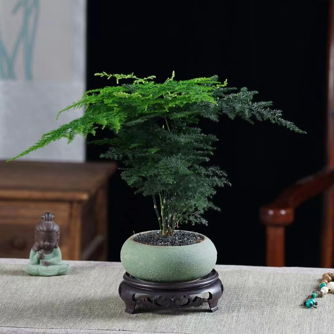 文竹绿植盆栽室内养植春秋美观季节实物花卉手工养护适合根部展示