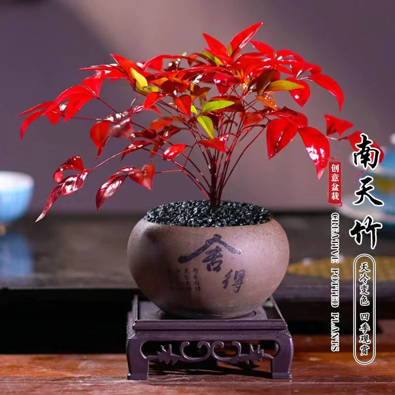 年宵培植物季节栽培耐寒绿生长种植南天竹盆景小盆景植物易活常绿