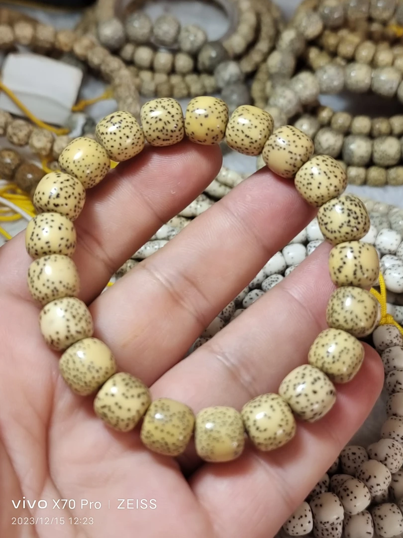 海南原生态星月菩提