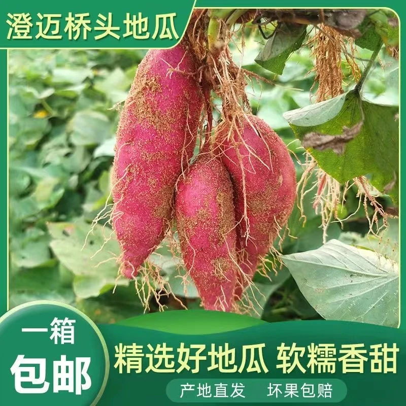 海南澄迈桥头地瓜粉糯香甜干面山芋