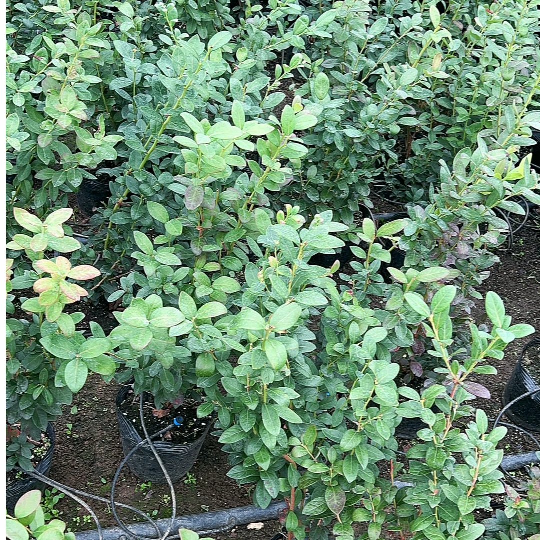 精品花卉-薄雾绿宝石L25等等带盆原土发货南方北方种植